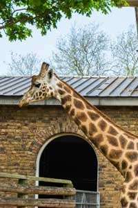 Szex helyek állatkert